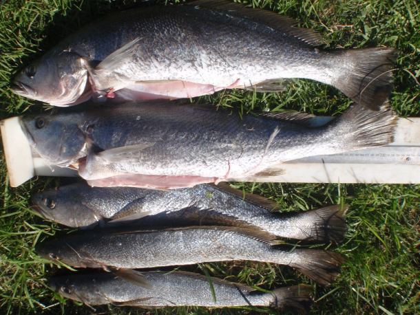 Victoria's Hopkins River provides some good sport fishing options for loclas in the know. Image: Tim Vincent